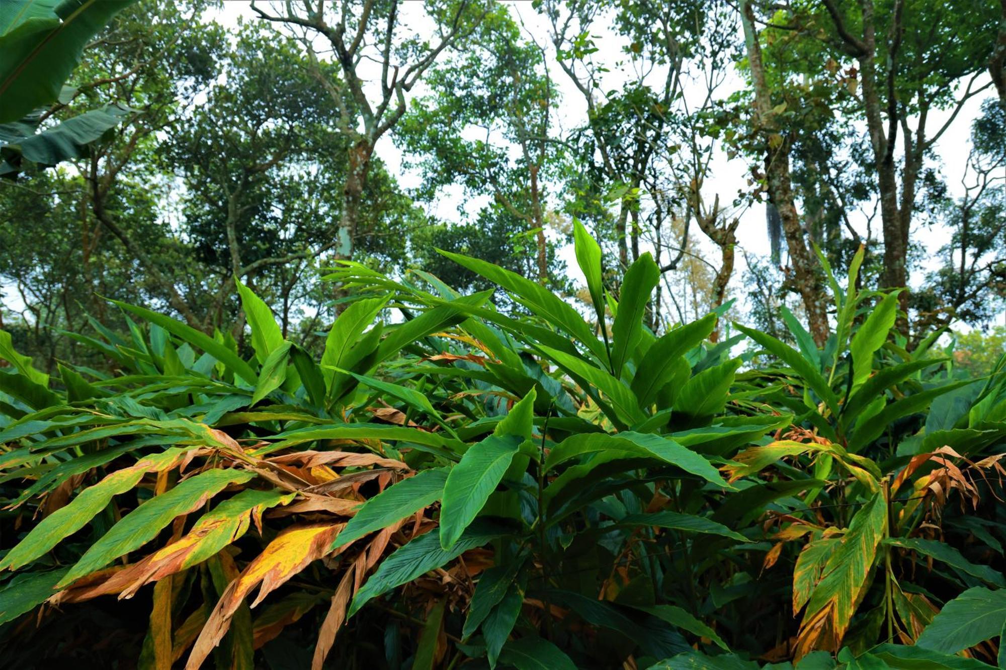 Peakaavu Cottages Idukki Exterior foto